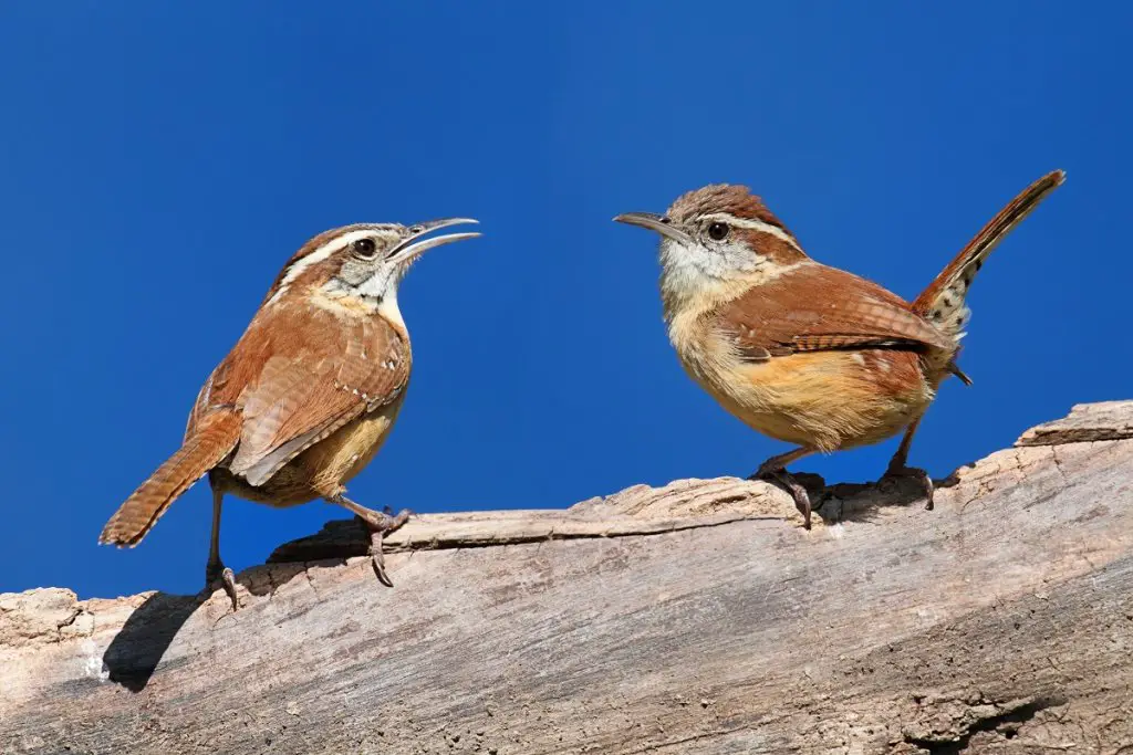 Pair of Carolina wrens