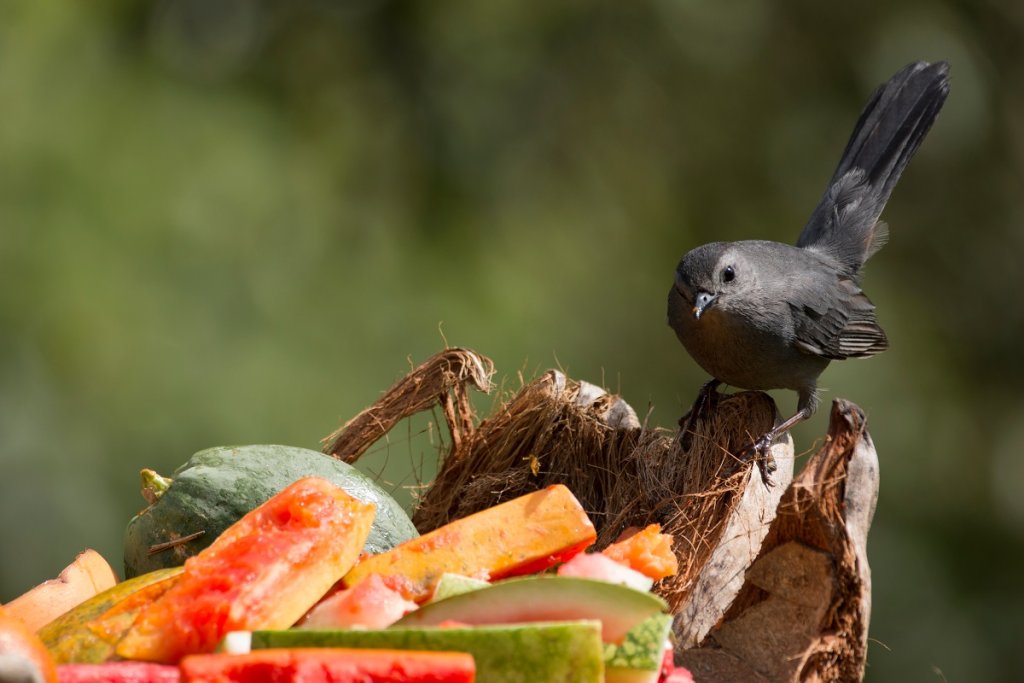Catbird eats fruit