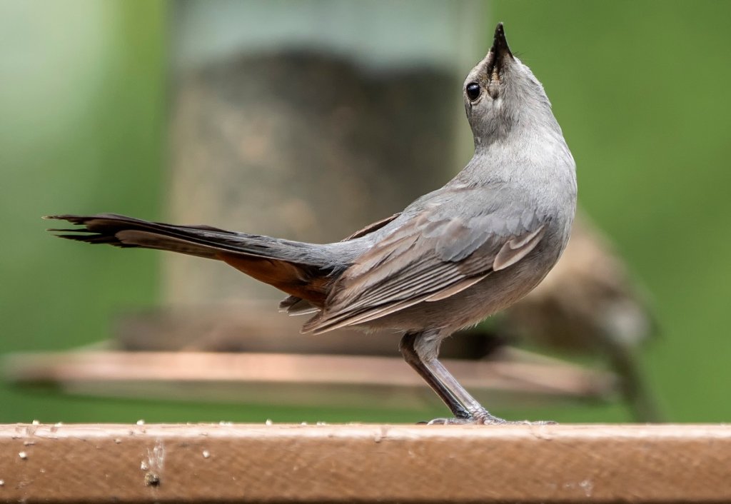 Gray carbird - full of symbolism