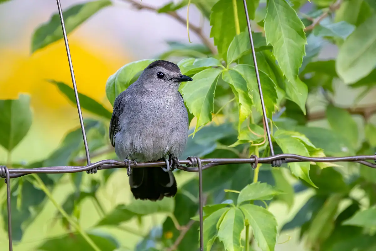 Gray Catbirds Diet, Lifespan, Symbolism, And Meaning