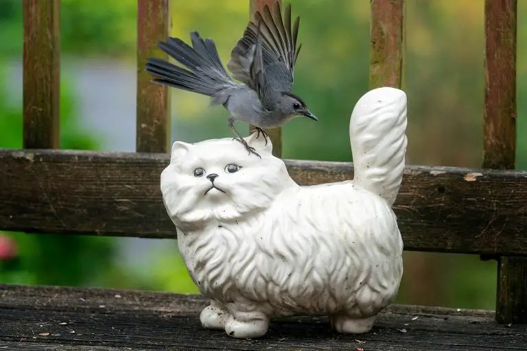 Gray Catbirds Diet, Lifespan, Symbolism, And Meaning