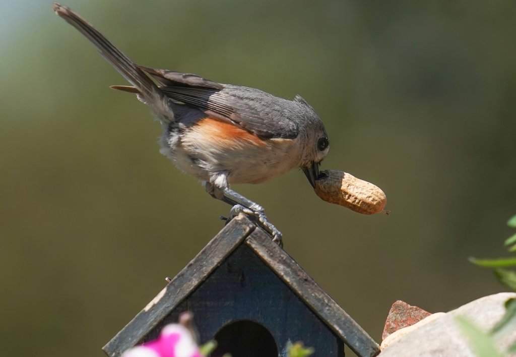 Catbird eats a peanut