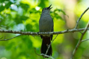 What Catbird Sounds Are Like: Song & Sounds