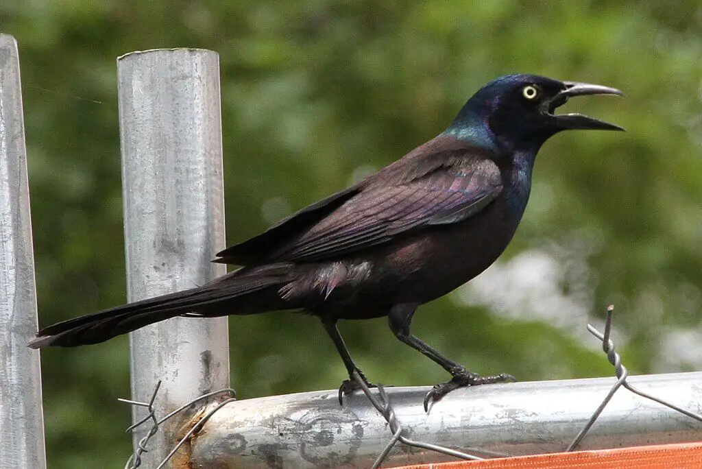 Grackle