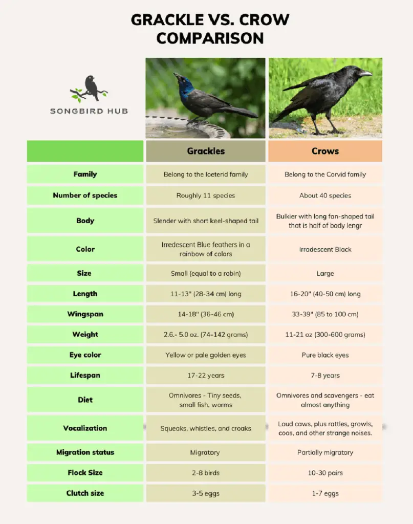 What's the difference between grackles, ravens and crows?