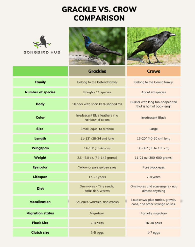 Grackle vs. Crow chart
