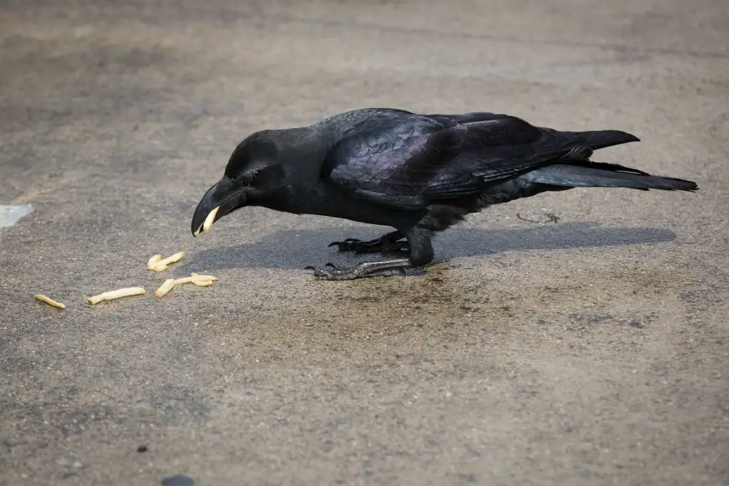 Crow enjoying fries