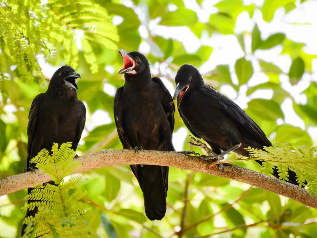 Crows cawing