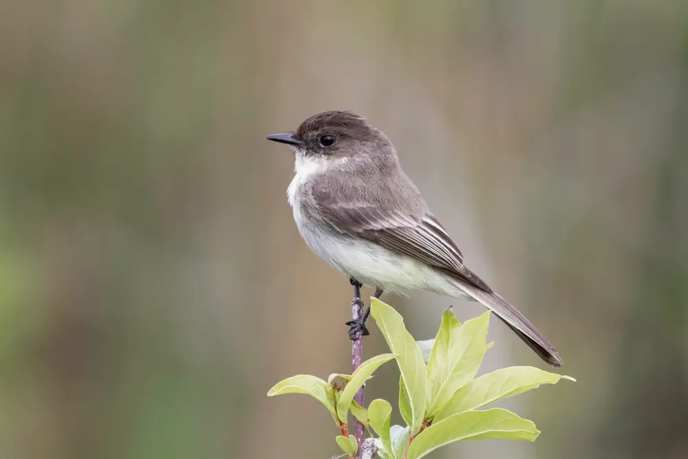 Eastern Phoebe perched tall on a stem near a bundle of leaves