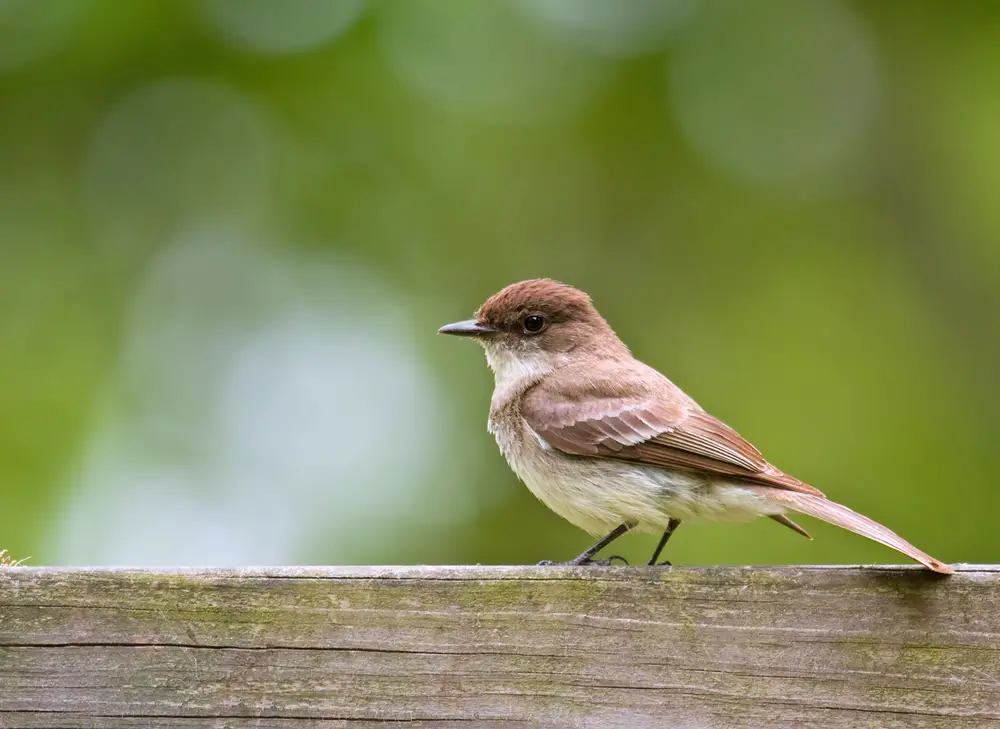 Eastern Phoebe standing on a wood railing