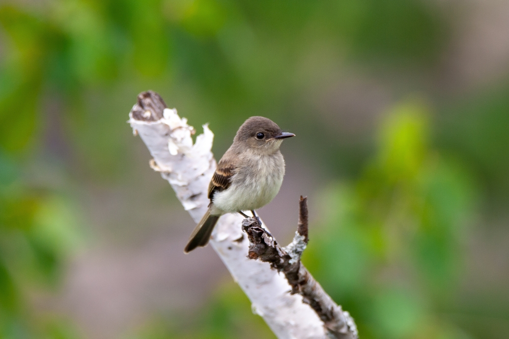 Eastern Phoebe perched on the edge of a branch