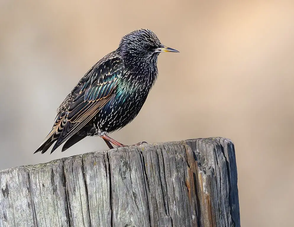 European starling