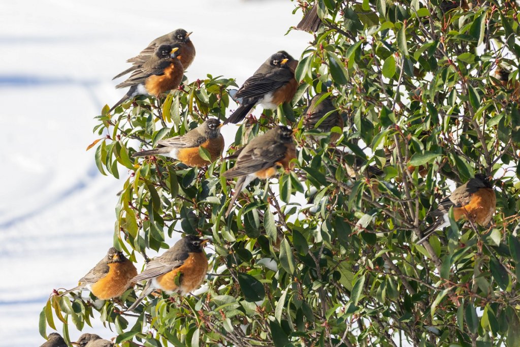 Flock of robins