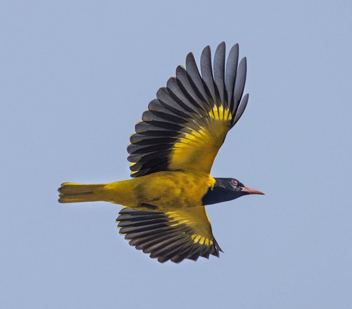 Oriole migrating