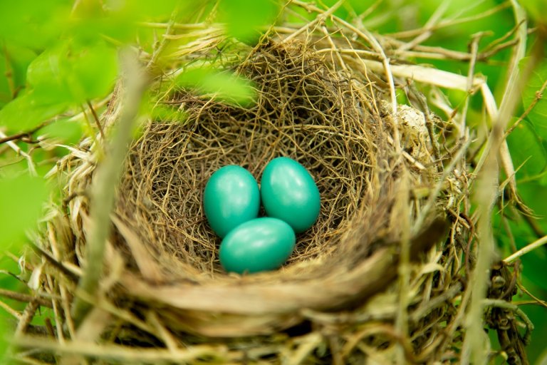 Gray Catbird Eggs, Nestlines, And Fledglings