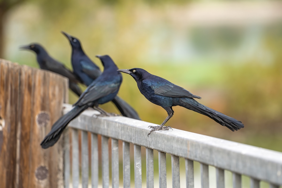 Grackles in the yard