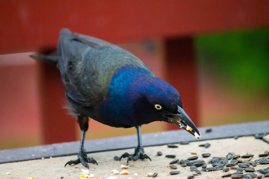 Grackle at birdfeeder 