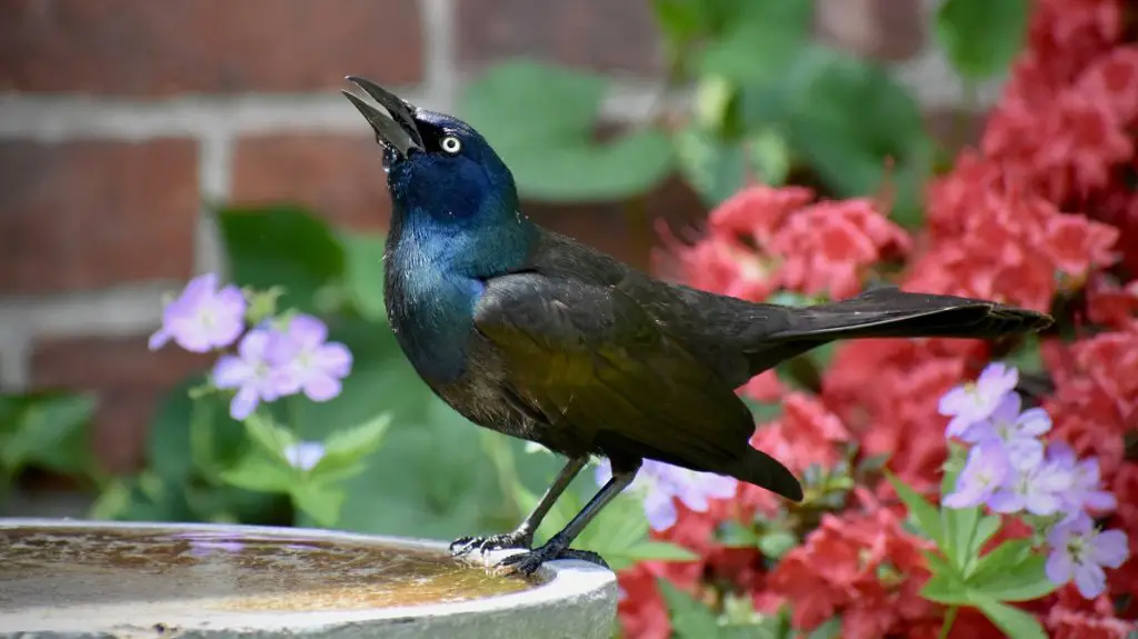 Grackle at birdbath