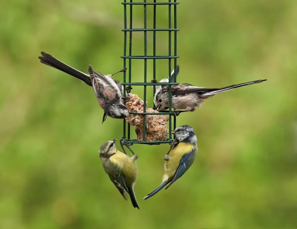 Grackel-proof birdfeeder