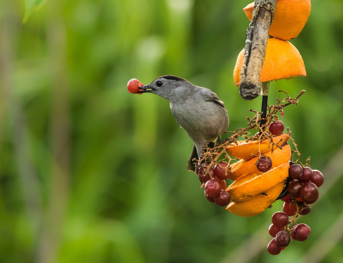FRuits & berries for gray catbird