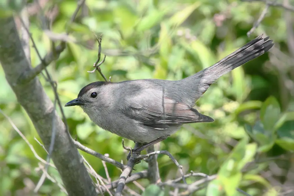 Catbird in bush