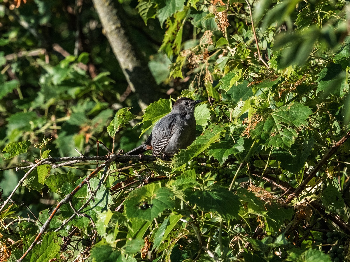 Gray catbird in bush