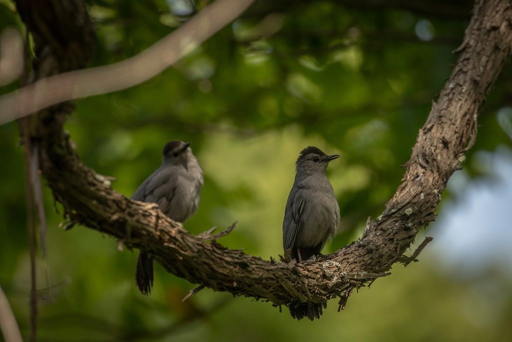 Gray catbird mates