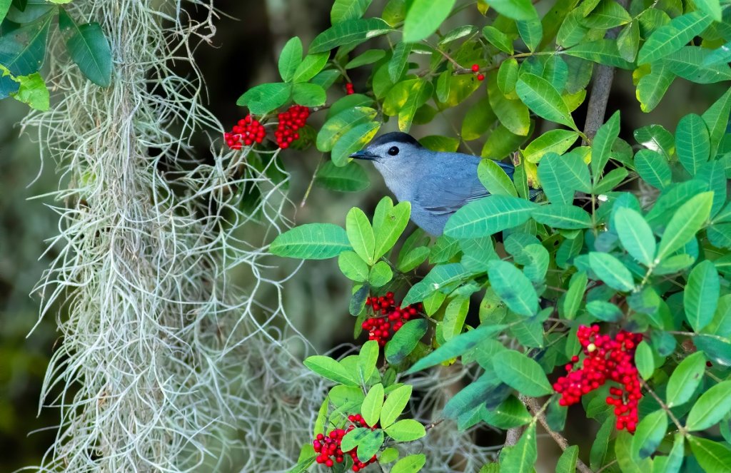 Graycatbird wintering in Brazil