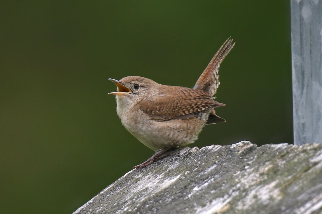 What Do Wrens Sound Like Carolina Wren Song Sounds