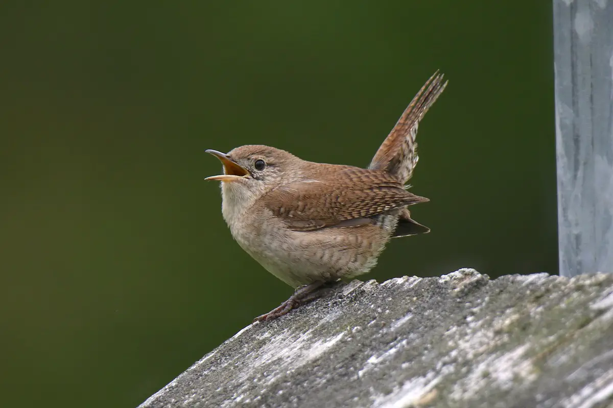 House wren