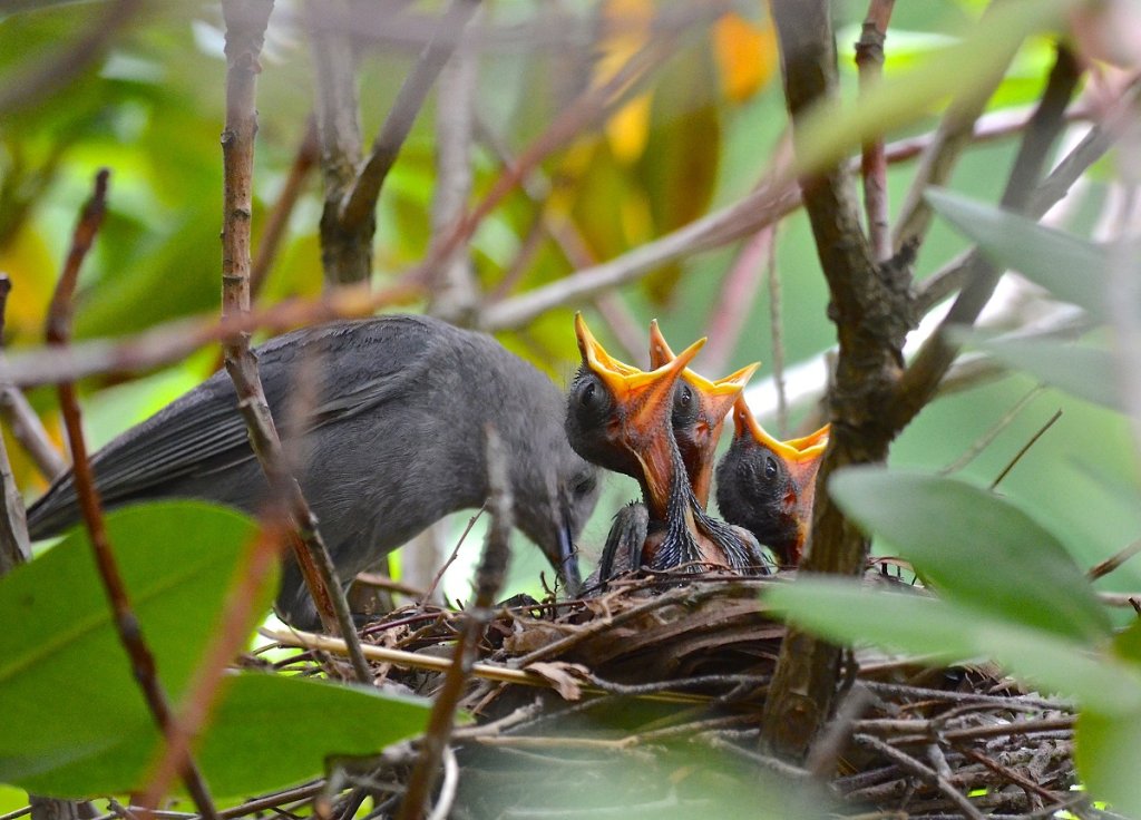 Hungry gray catbird nestlings