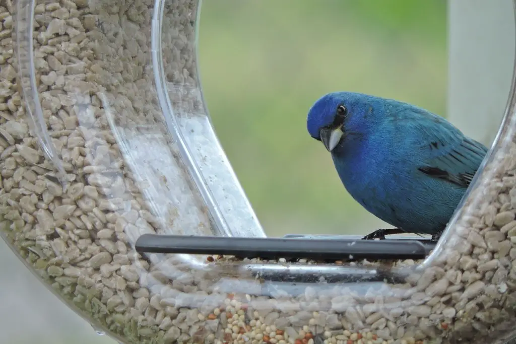 Indigo bunting lunching on seeds