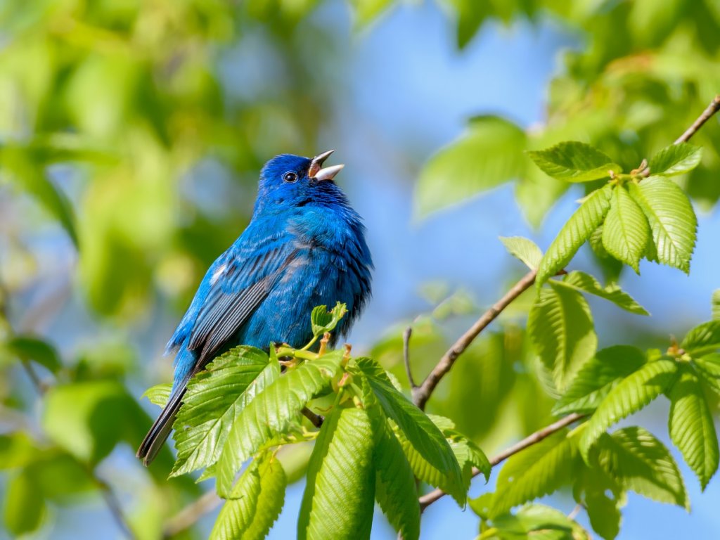 Male indigo bunting in song