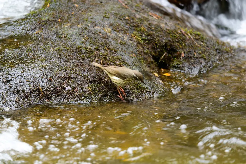 Dinnertine for the Louisiana waterthrush