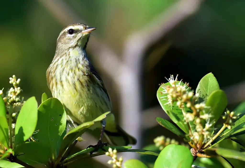 Louisian waterthrush wintering in Cuba