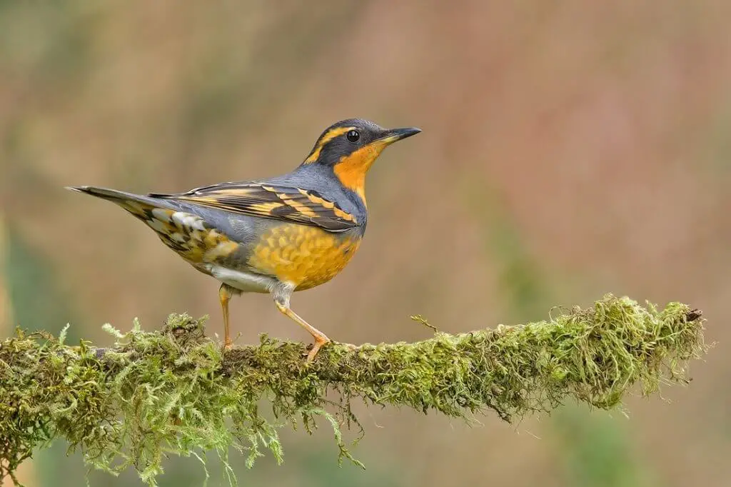 Varied Thrush Songbirds - Identification, Lifespan & Song 3 SongbirdHub