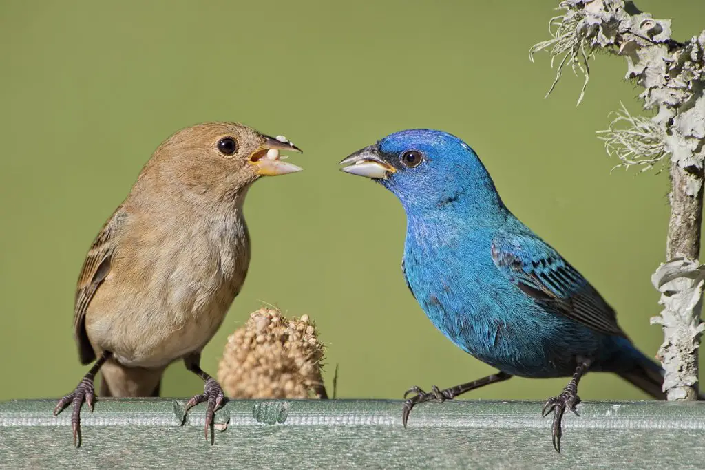 Femail & male indigo buntings