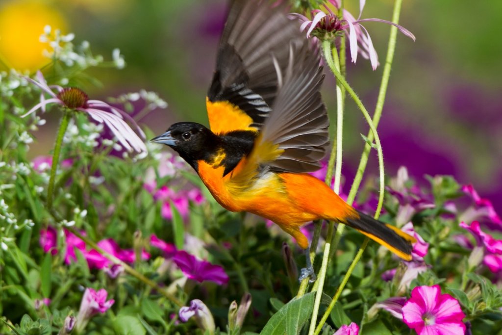 Oriole at home during breeding season