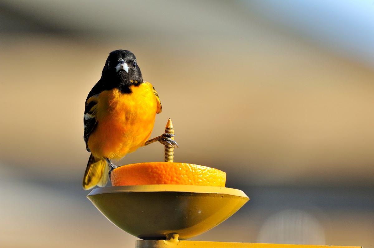 The Best Homemade Oriole Feeders To Attract Orioles To Your Yard!