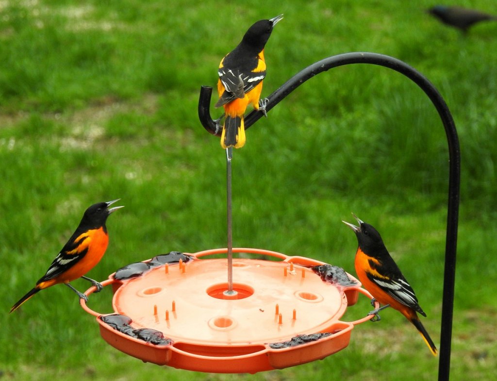 Orioles at jelly feeder