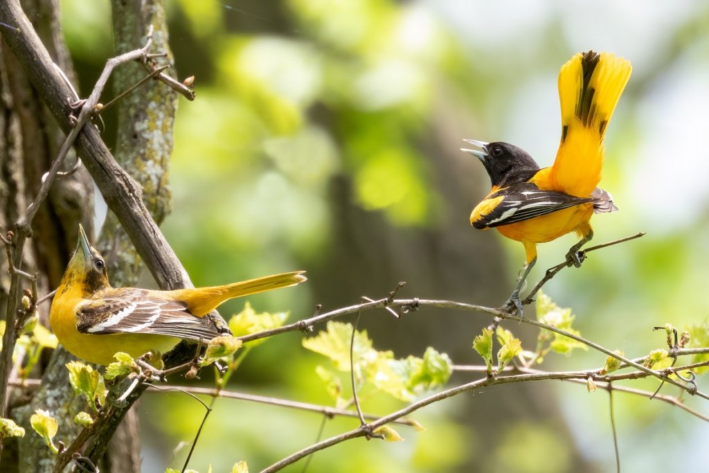 Oriole Migration Map 2022   Orioles In Mating Ritual Shutterstock 2140452953 1024x683 