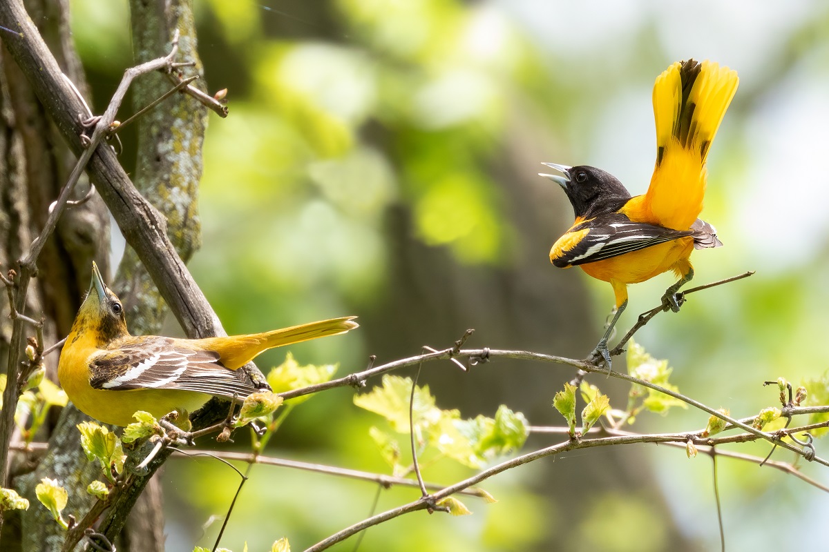 Orioles in mating ritual