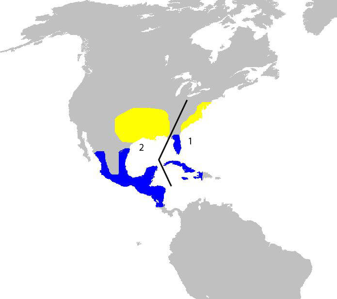 Painted bunting distribution