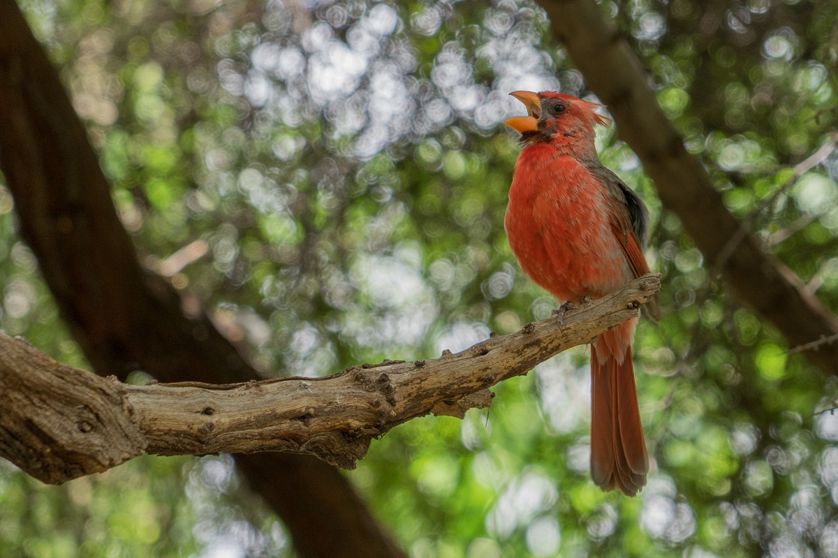 Pyrrhuloxia or desert cardinal