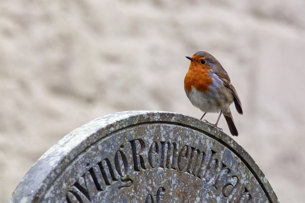 Robin in cemetery