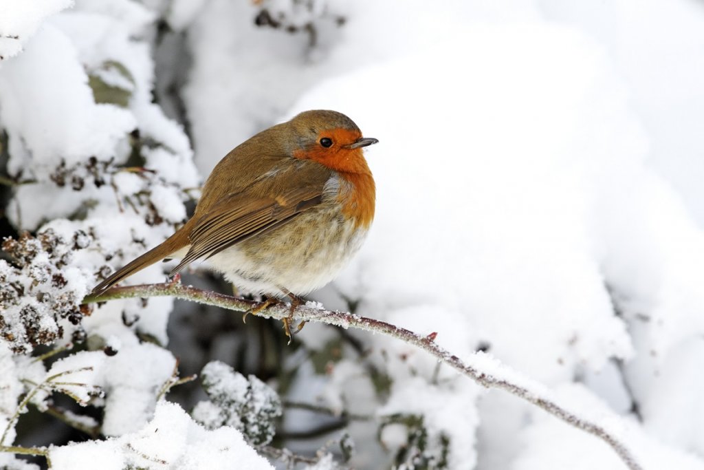 Robin puffed for winter weather shutterstock 142517812