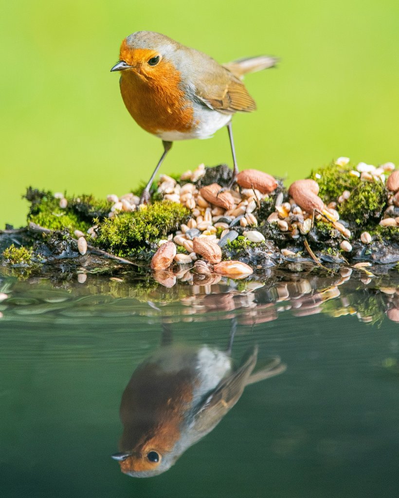 Robin relfected in water