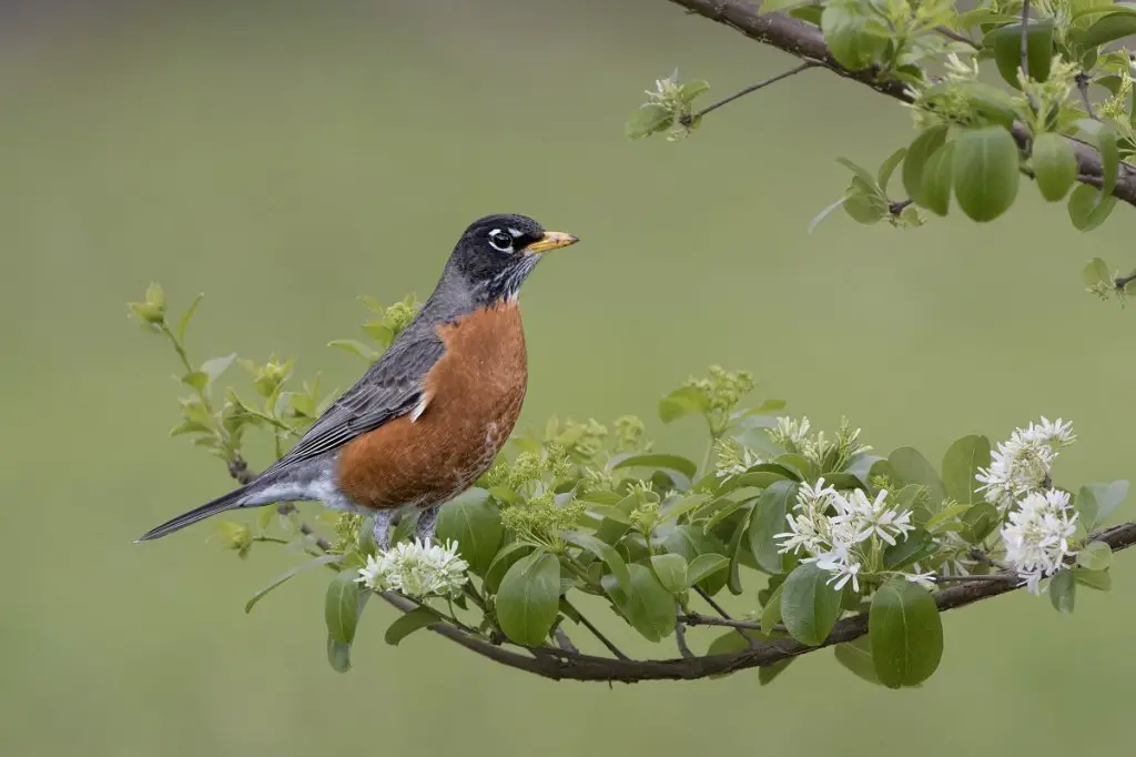 meaning of a robin hanging around