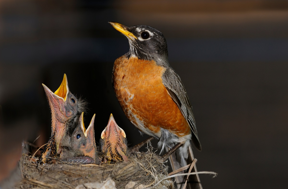 Robin with hatchings