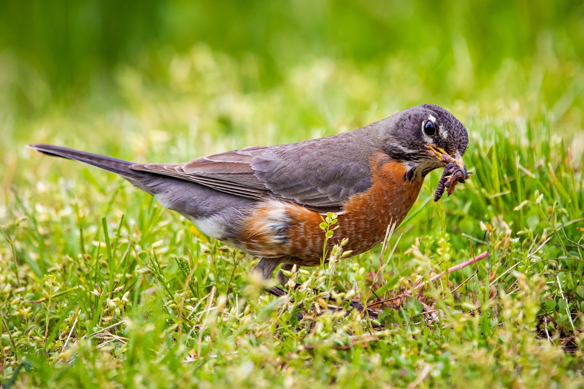 Robin gets a worm